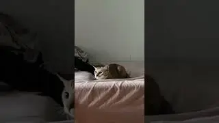 #cat #cutecat #huntingmode