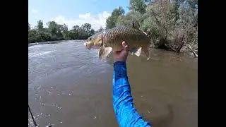 Head to Head with this prize catch