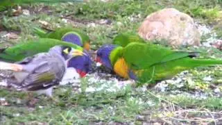 Dr Romesh's Bird Sanctuary - Avian Social Behavior, part 1