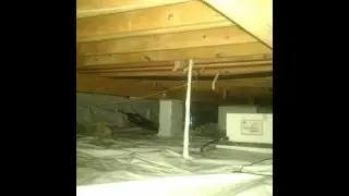 Crawl Space Mold Removal In Temple Terrace FL 813-358-4766 TampaBayMold.net