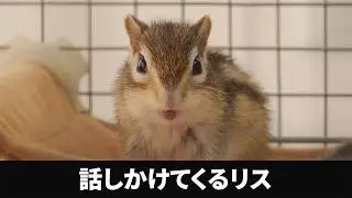 【シマリス】今日がリスの日だと知らない人が見る動画