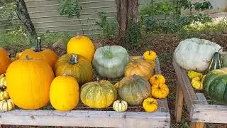 Grace Springs Farm:  Pumpkin Harvest