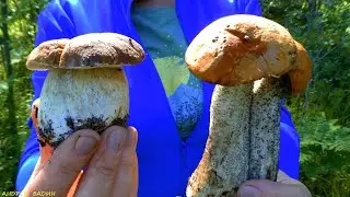 ГРИБЫ  2021