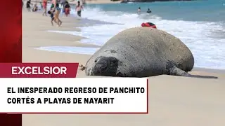 &iquest;Qui&eacute;n es Panchito Cort&eacute;s? El elefante marino viajero que vuelve a sorprender en playas de Nayarit