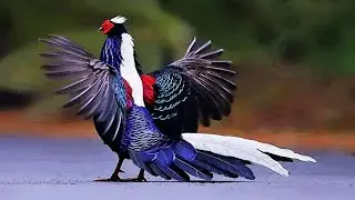 10 Most Beautiful Chickens In The World