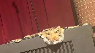 The Lion King Recital 2023 Pt 2