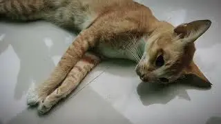 Si Oyen Tidur Panjang #kucing 