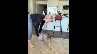 Dog stretching #dog #funnydog #dogs #funnyvideos #fyp
