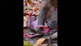 Very lovely newborn baby monkey  #adorablewildlife @AdorableWildlifeMonkey