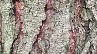 Monterey pine - bark close up - February 2020
