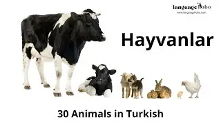 Animals in Turkish (Hayvanlar) - Learn 30 Animal Names in the Turkish Language