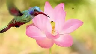 Amazing Backyard Birds in Slow Motion | Relaxing Nature Video