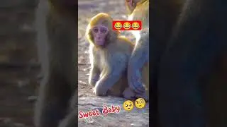 Bandar baby 💋💖💋😂🥺🧐🧐#monkey #shortsmonkey #youtubeshorts #shortsvideo #tranding #shorts #short