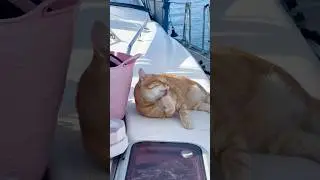 His favourite spot whilst we&rsquo;re sailing! ⛵️.  #sailinglife #cats #boatcat #sailing boats
