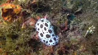 Doris dalmatienne - Peltodoris atromaculata - Banyuls - L'oeil du plongeur