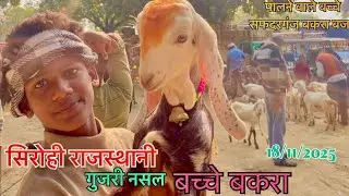 🔥Top quality Bakra  popular Bazar SadarGanj #bakra#goatsofinstagram #bakramandi 