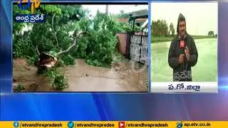 Heavy Rains lash West Godavari | Huge Crop loss | Watch Live Update