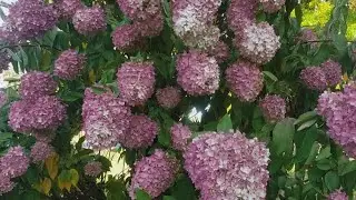 Finding the right hydrangea for your garden | Gardening with Gutner