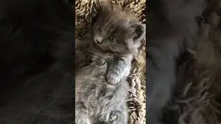 Cute grey kitten