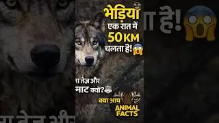 भेड़िया एक रात में 50 KM चलता है! 😲🐺 #animalfacts