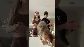pucho alice perego e gatto #tiktok #trend #shorts #fidanzato #gatto