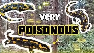 I went Searching for a POISONOUS salamander! ( Looking for the Fire salamander ) 