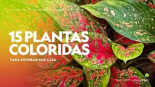 15 PLANTAS COLORIDAS para DECORAR a CASA