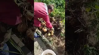 Я тоже сажала по 20-30 соток. #мульчирование #природноеземледелие #органическоеземледелие