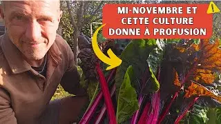 La culture indispensable au potager d'automne ? [ Du potager &agrave; l'assiette ]