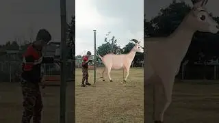 magical pool to goat, elephant, tiger  VFX editing by kinemaster app#viral #magic #animals #shorts🥺
