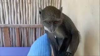 Kenya. Republic of Kenya. Blue Monkey Marmoset. ГОЛУБАЯ или КОРОНОВАННАЯ МАРТЫШКА (1)