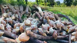 top amazing - catch strange snails a lot in under tree stump near the village by hand