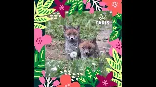 Br&egrave;ves de nature sauvage &agrave; Paris : Le renard roux