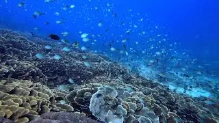 Komodo National Park Scuba Diving | Blue Silence (Underwater Cinematic)