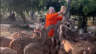 Sri Lanka 🇱🇰 2023 | The Deer Park | trincomalee