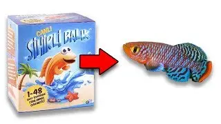 SİHİRLİ BALIK - Suya Koyunca Canlanan Balığı İnceledik