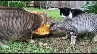 Los Gatos Amaban La Cascara y casi pelean por rescatarla en escena real peligrosa 😱 #shorts