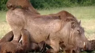 Warthog And Mongoose Mutual Grooming:a fascinating wildlife interaction#nature#naturelovers#oceans