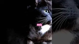 Encouraging picky eaters | Ultimate Guide for Cat Lovers #shorts  #cats #catlovers