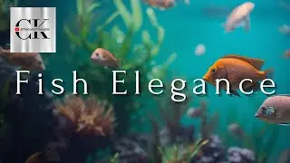 Discus Fish Elegance