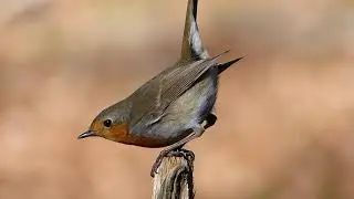 LE CHANT DU ROUGE GORGE