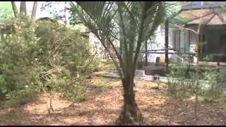 Jelly Palm (Butia Capitata) Trees For Sale - Great Fruit, Easy To Grow, Very Affordable