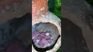 New update #trend #lovebird #breeding #bird #formula #budgies #birds #trending #working #parrot
