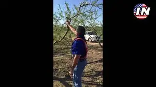 Pruning Peaches