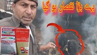 Dairy ka bahut bara nuksan ho gaya Downer Cow ko Theek kar sakte hain?ڈیری کا بہت بڑا نقصان ہو گیا