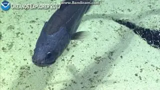Okeanos Baker Island deep dive