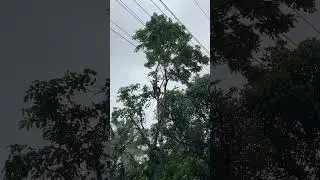 ELECTRICITY LINE SIDE HUGE TREE CUTTING 😱⚡️⚡️| SHAREEF MALI TIMBER MARCHANT🪵|