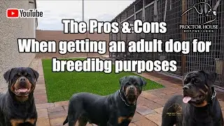 Pros & Cons When Getting An Adult Dog For Breeding Purposes