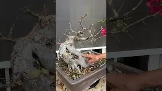 How fast can you grow a THICK bonsai trunk? #bonsai #bonsaitree #gardening #plants #shorts