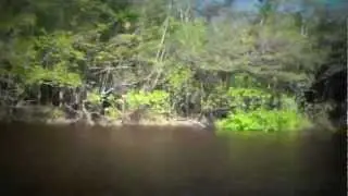FISH ON! Peacock Bass Fishing at Agua Boa Lodge, Amazon River, Brazil
